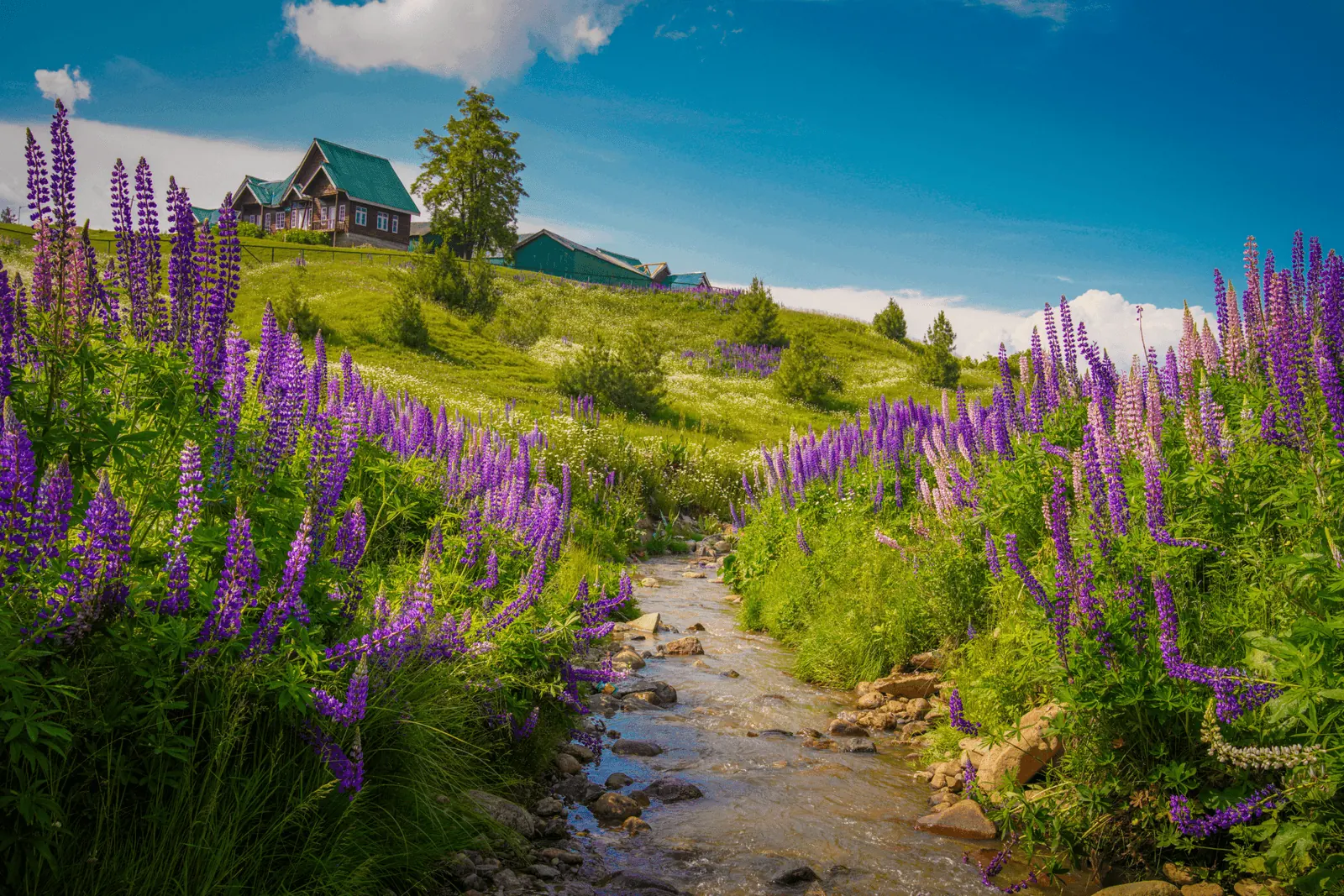 Glimpse of Kashmir