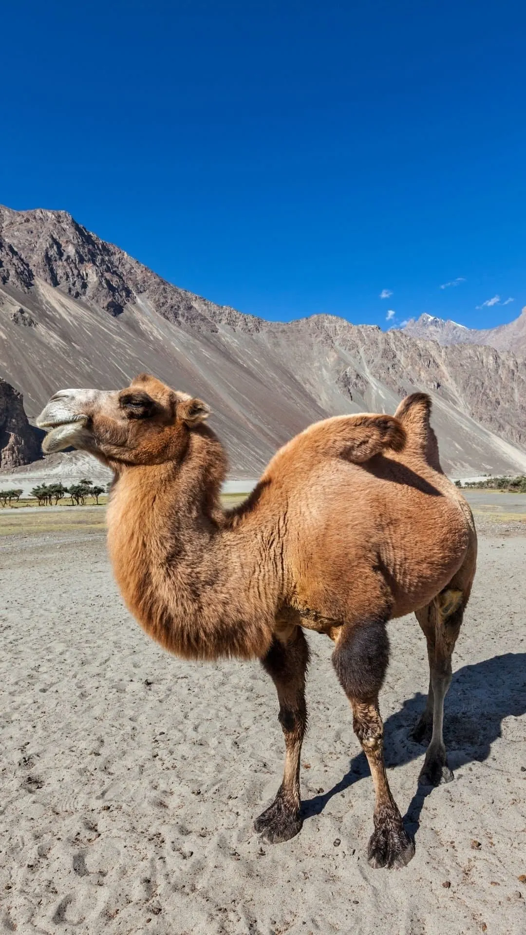 Nubra Valley